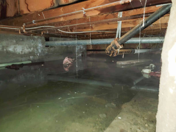 Best Mold removal after water damage  in Attica, MI